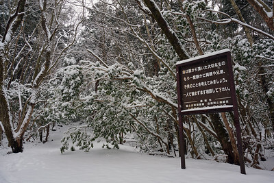 Aokigahara Forest