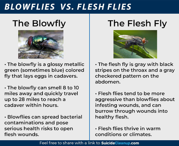 Blowflies vs. Flesh Flies
